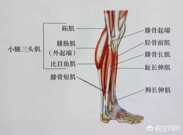 小腿肌肉怎么减（小腿肌肉怎么减肥）